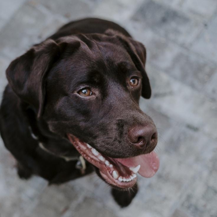 Portrait of Nova Chen, group coordinator and fusion cooking expert